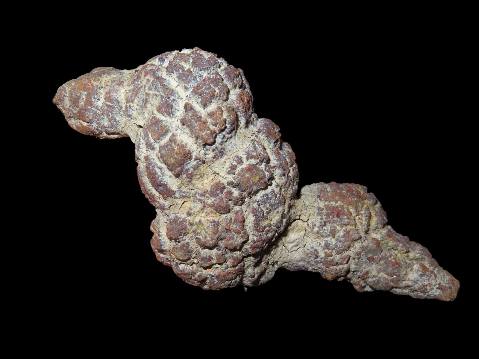 3.1/2" Piece of Fossilized Dinosaur Dung / Poop (1 of 4)