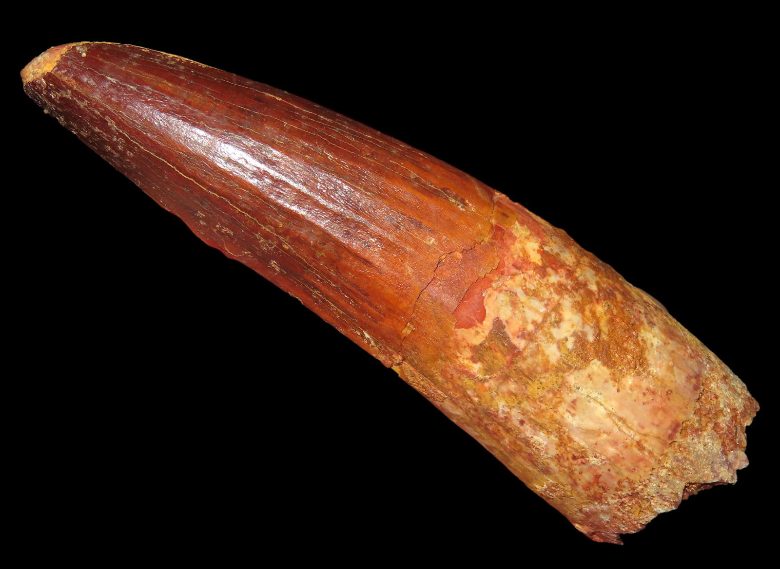 3" Spinosaurus Dinosaur Tooth Fossil: 3" Spinosaurus Dinosaur Tooth Fossil