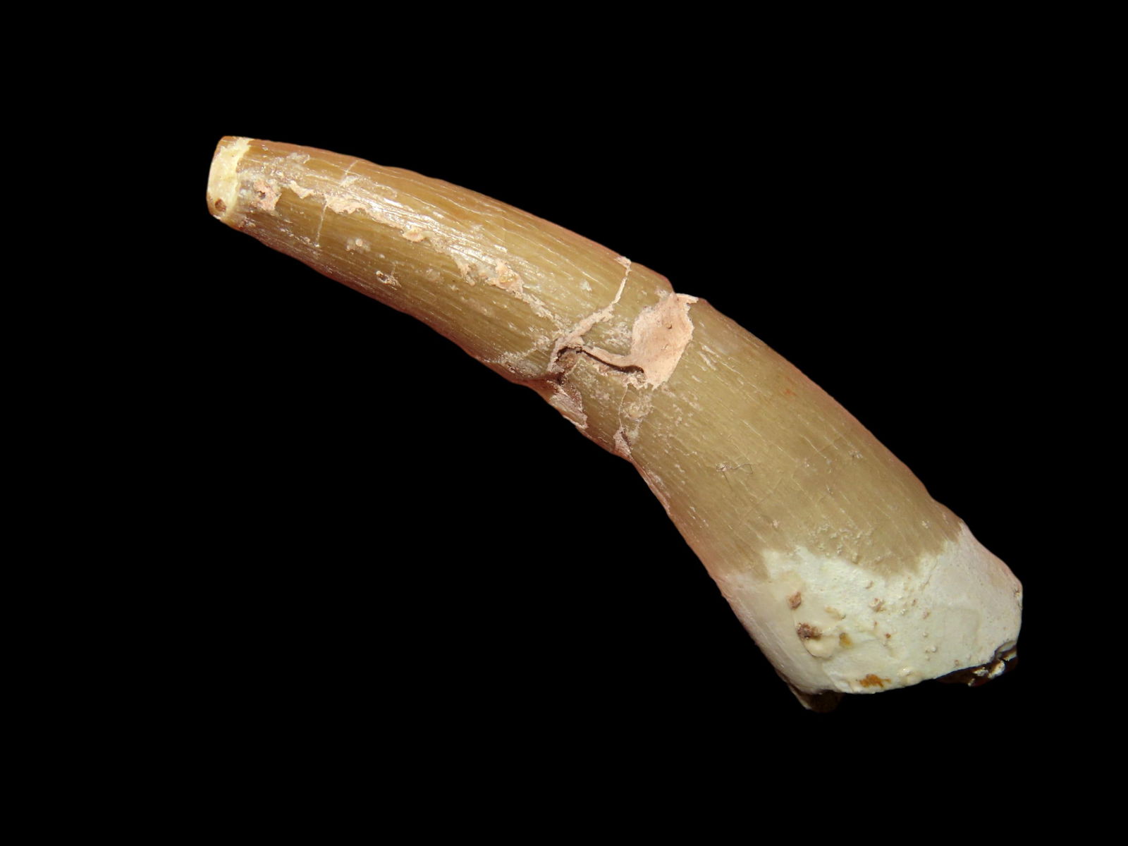 2.1/4" Pliosaurus Dinosaur Fossil, (1 of 4)