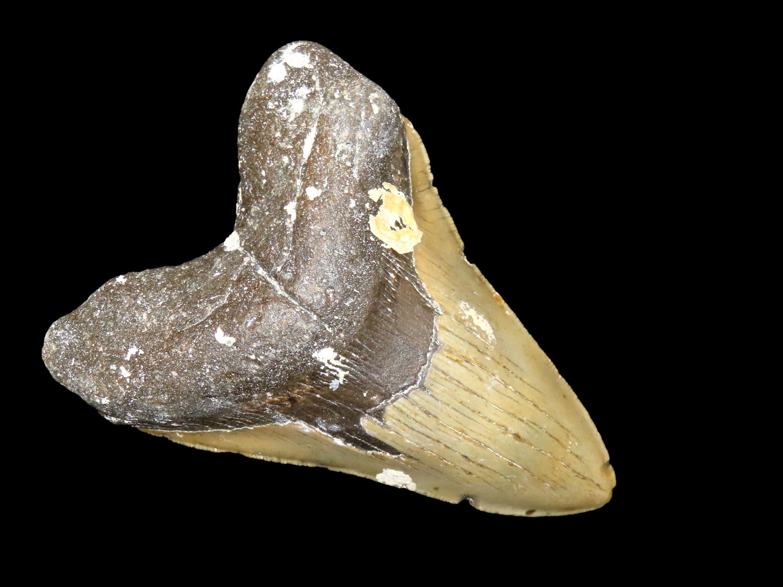 Superior 5.1/4" Megalodon Shark Tooth Fossil, Dinosaur Era! Found in Florida: Superior 5.1/4" Megalodon Shark Tooth Fossil, Dinosaur Era! Found in Florida