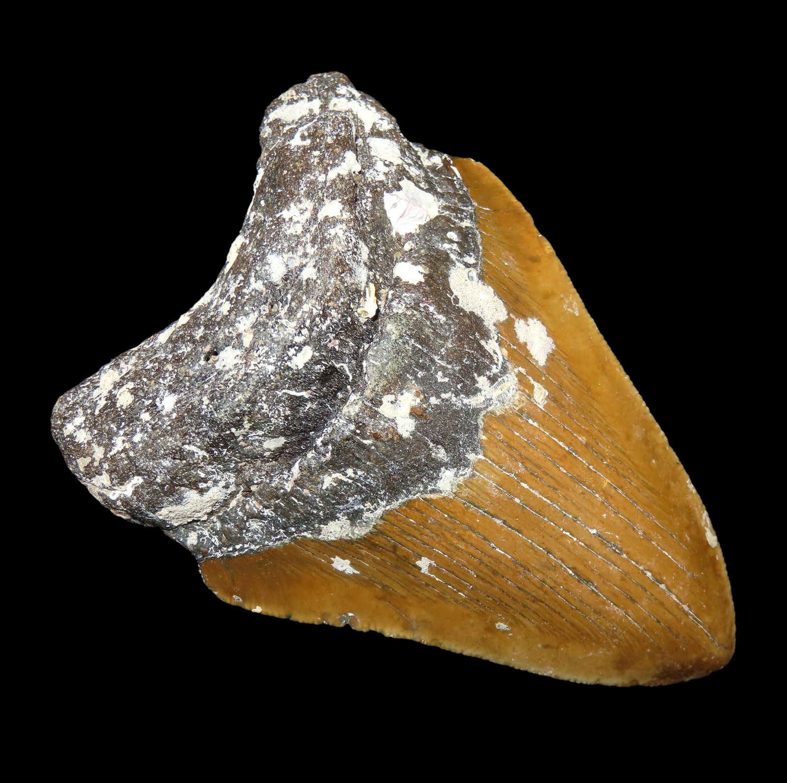 4.1/8" Colorful Megalodon Shark Tooth Fossil, Nice Serrations, Florida: 4.1/8" Colorful Megalodon Shark Tooth Fossil, Nice Serrations, Florida