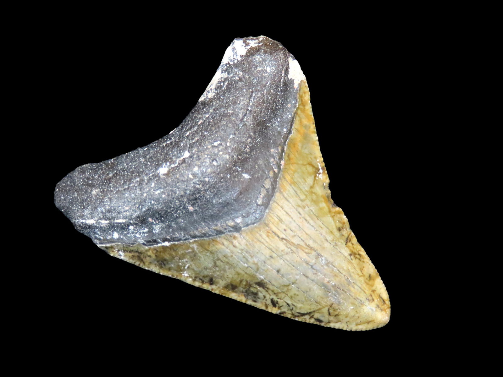 2.13/16" Megalodon Shark Tooth Fossil, Florida: 2.13/16" Megalodon Shark Tooth Fossil, Florida