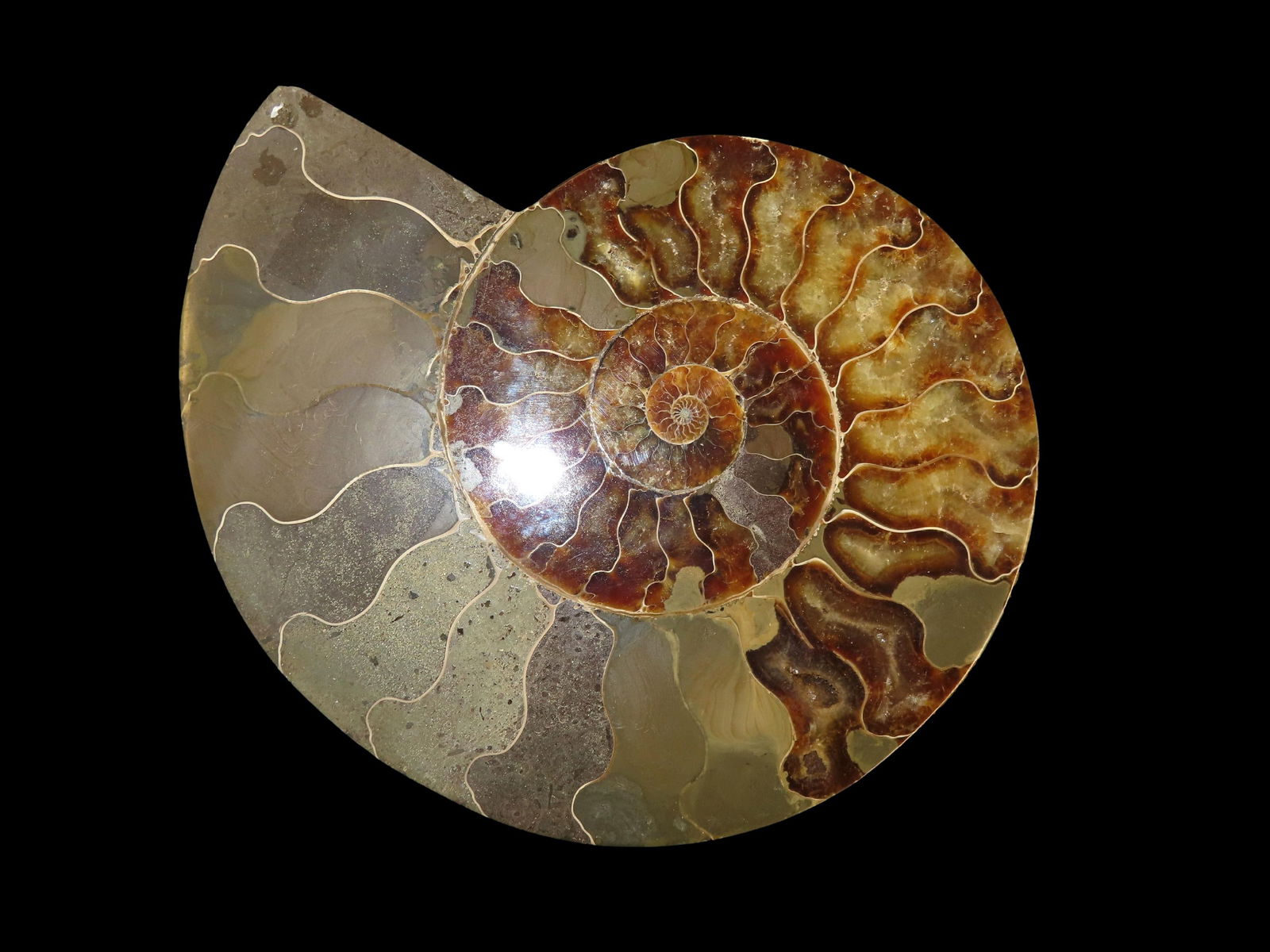 7.15/16" Ammonite Polished Slab. Super Colorful Fossil (1 of 7)