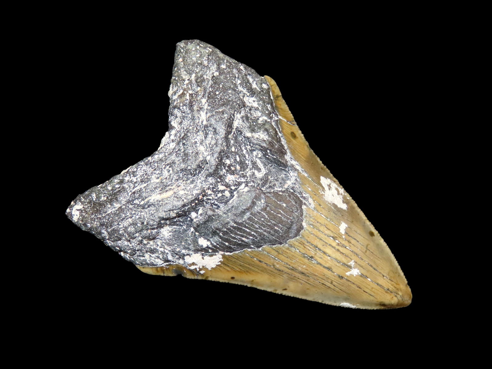 4.1/4" Megalodon Shark Tooth Fossil, Florida: 4.1/4" Megalodon Shark Tooth Fossil, Florida