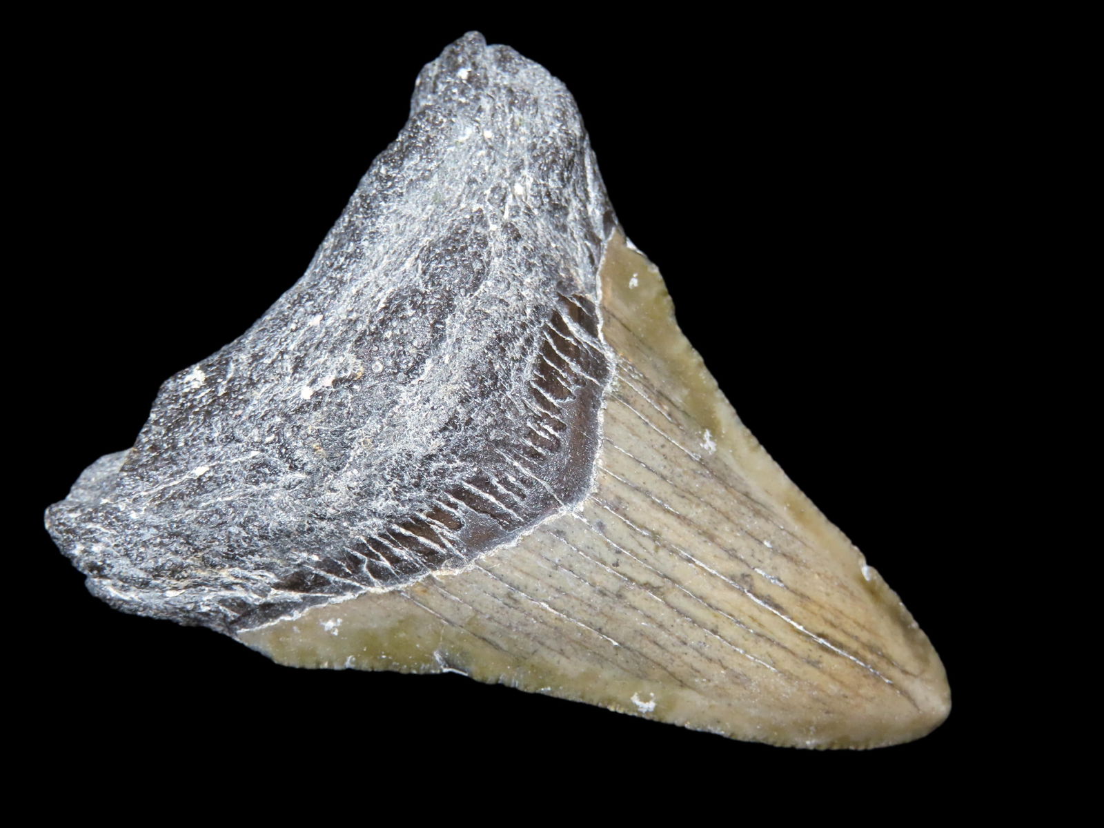 2.3/4" Megalodon Shark Tooth Fossil, Florida: 2.3/4" Megalodon Shark Tooth Fossil, Florida