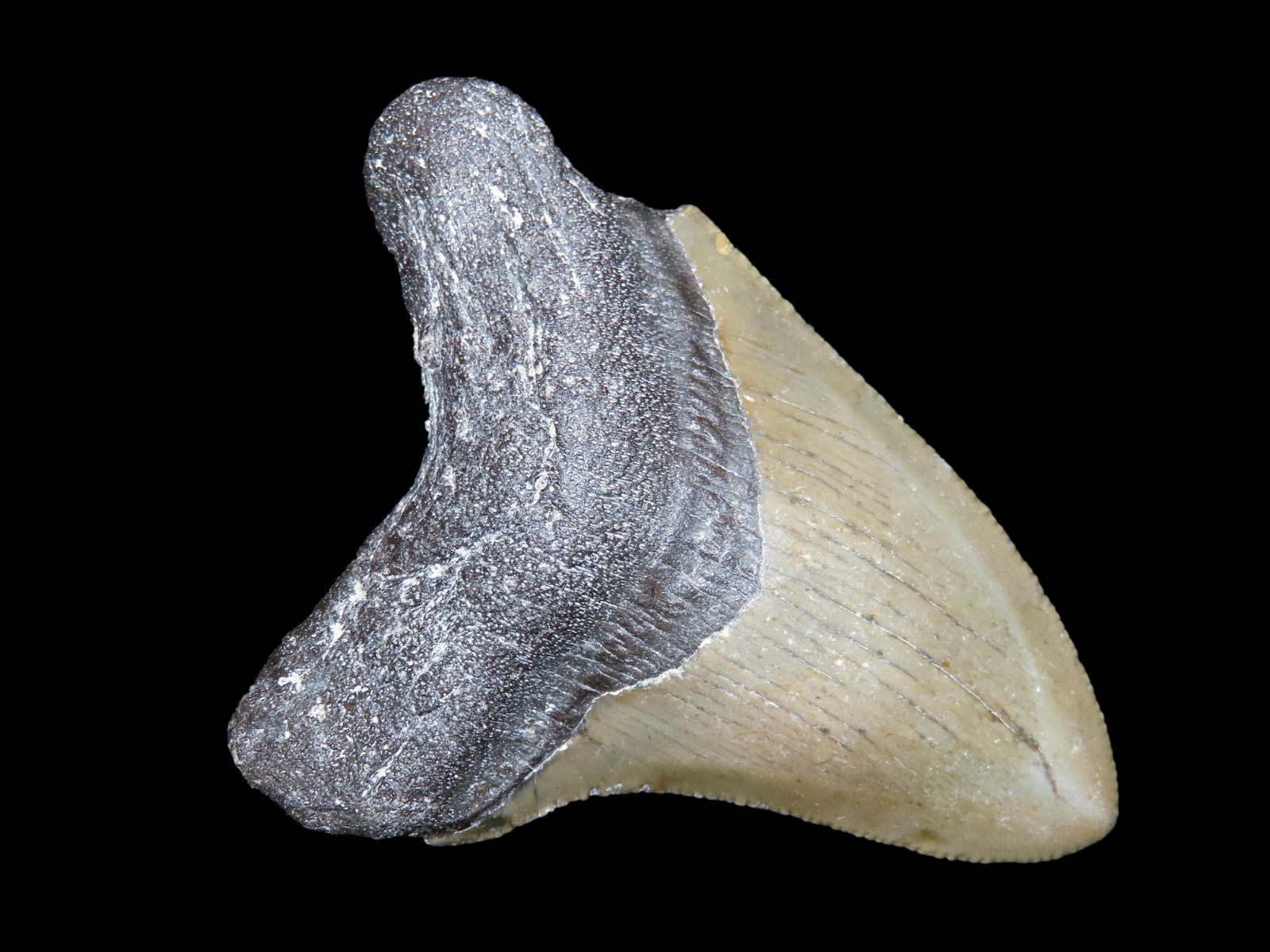 3" Megalodon Shark Tooth Fossil, Florida: 3" Megalodon Shark Tooth Fossil, Florida