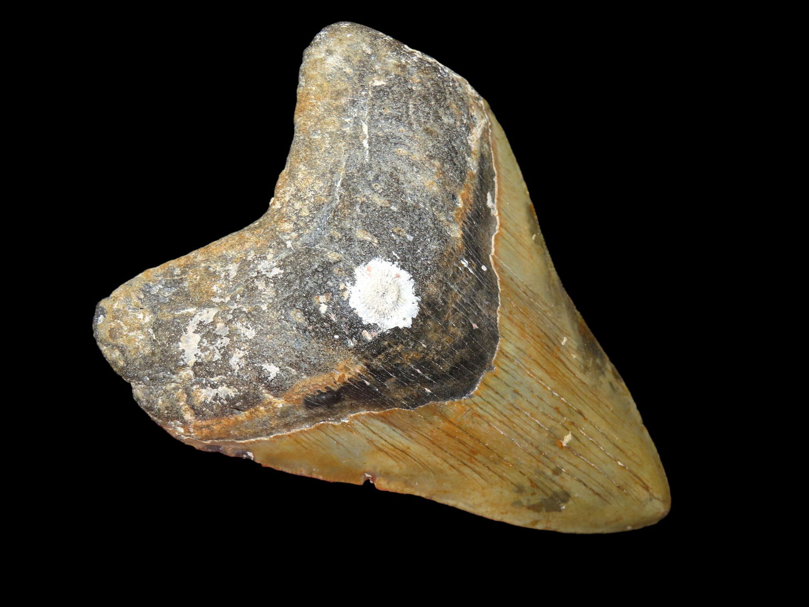 5.3/8" Megalodon Shark Tooth Fossil, North Carolina: 5.3/8" Megalodon Shark Tooth Fossil, North Carolina