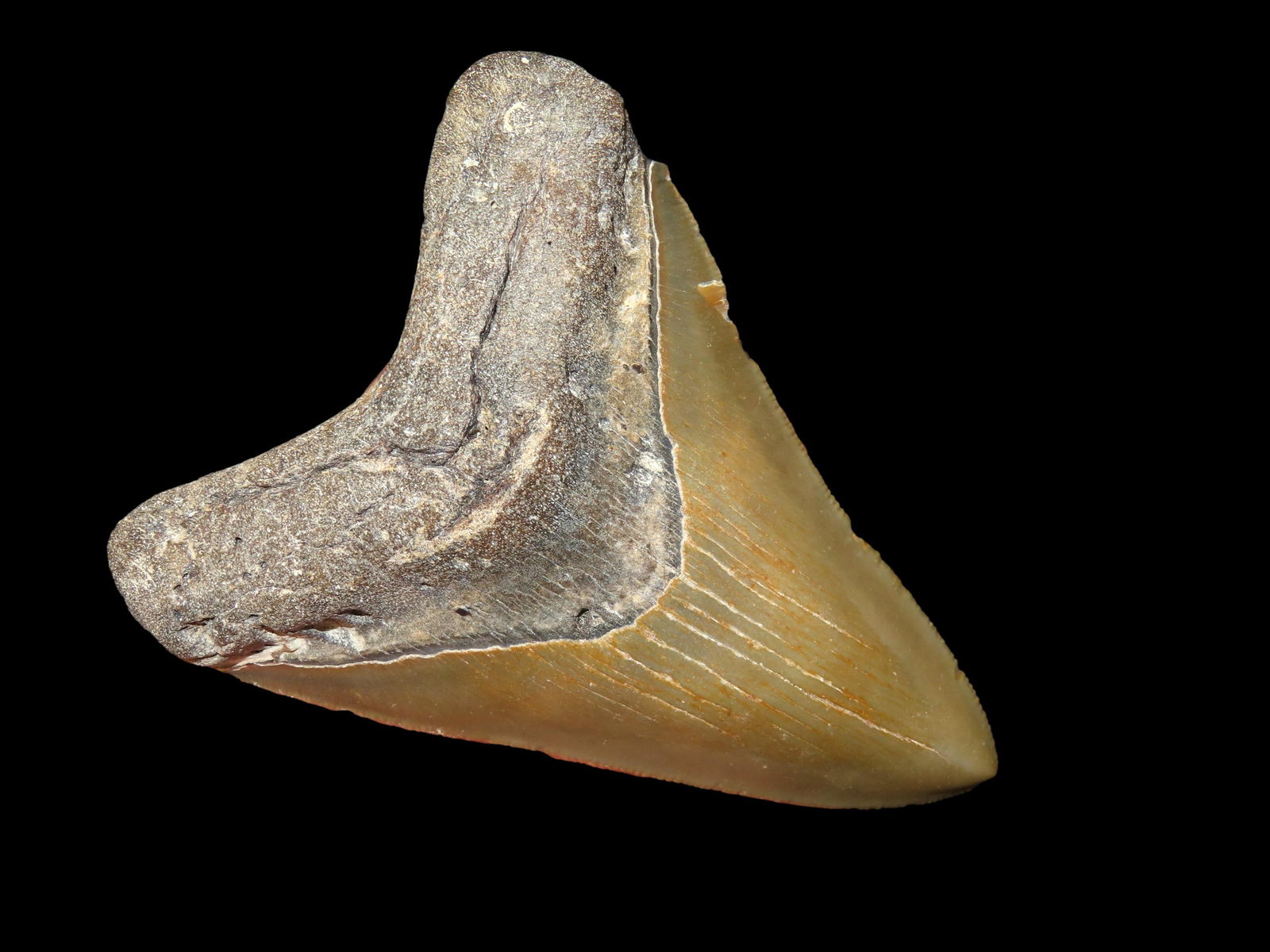 4.5/16" Megalodon Shark Tooth Fossil, North Carolina: 4.5/16" Megalodon Shark Tooth Fossil, North Carolina