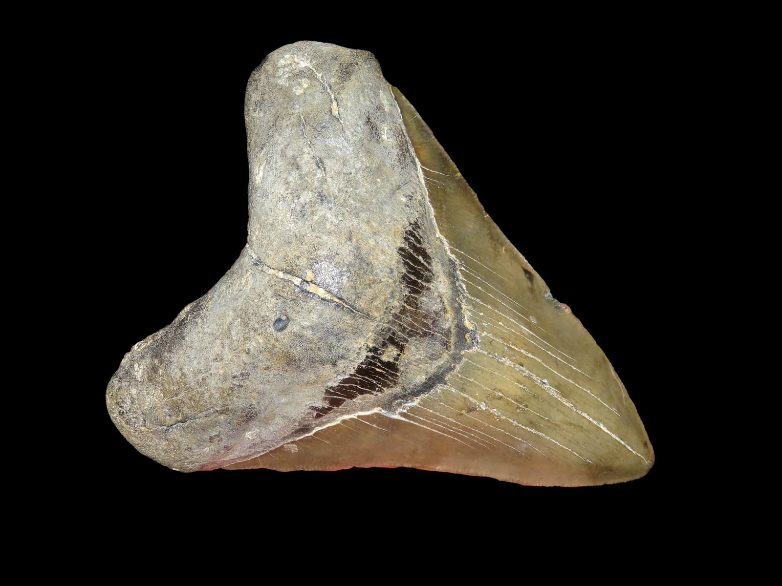 4.5/8" Megalodon Shark Tooth Fossil, North Carolina: 4.5/8" Megalodon Shark Tooth Fossil, North Carolina