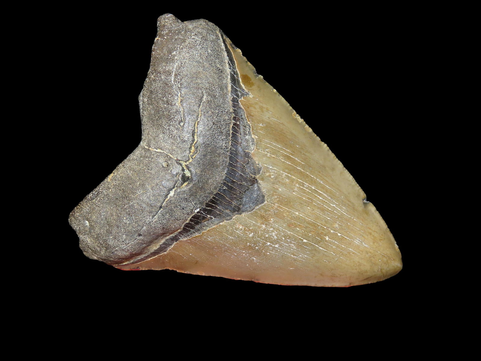 3.7/8" Megalodon Shark Tooth Fossil, North Carolina: 3.7/8" Megalodon Shark Tooth Fossil, North Carolina