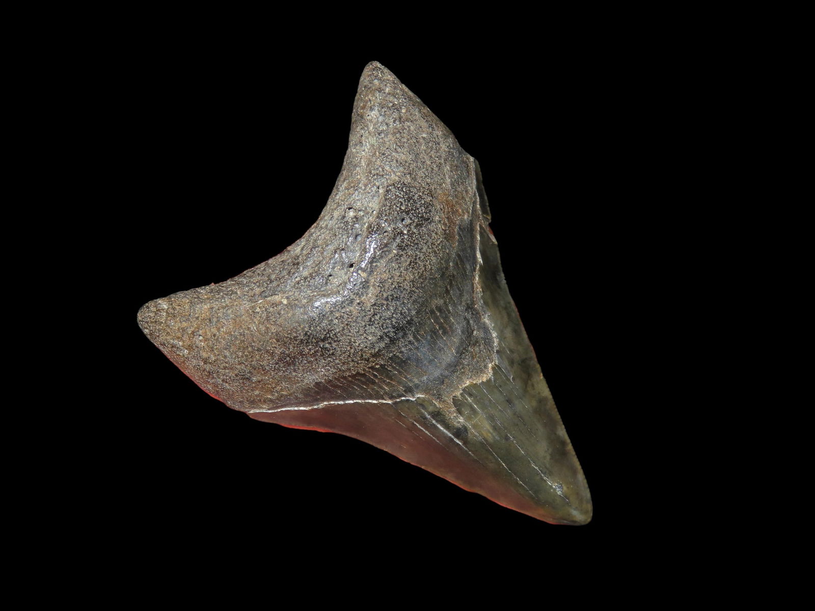 3.1/4" Megalodon Shark Tooth Fossil, South Carolina: 3.1/4" Megalodon Shark Tooth Fossil, South Carolina