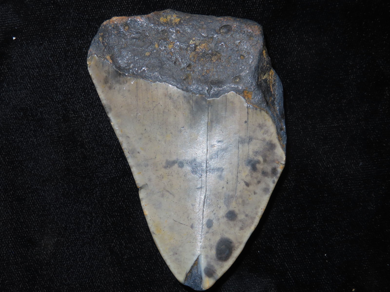 3 3/16" MEGALODON Shark Tooth Fossil S.C.: 3 3/16" MEGALODON Shark Tooth Fossil S.C.