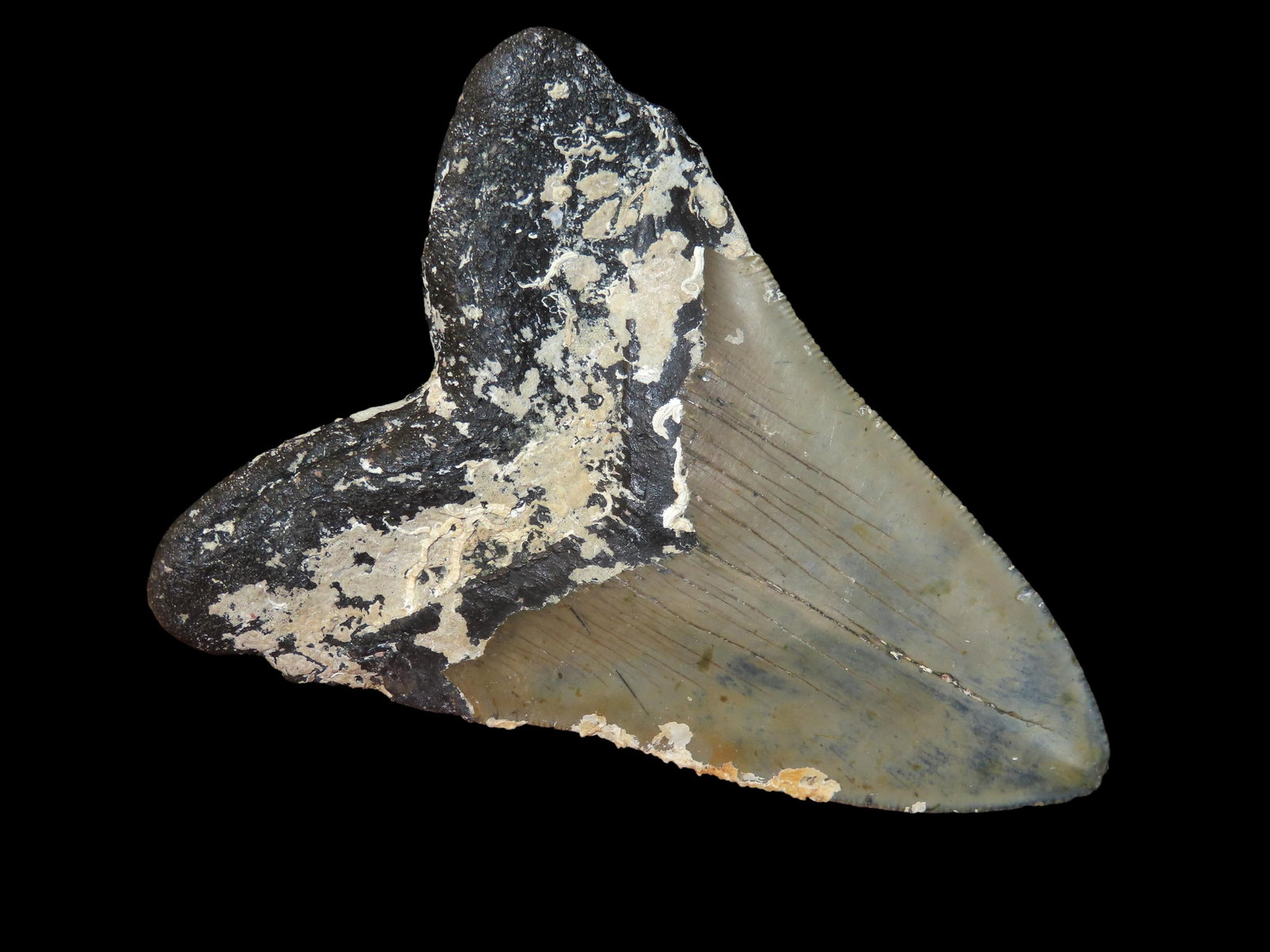 5 5/16" Megaladon sharks tooth fossil found in Florida No Damage: 5 5/16" Megaladon sharks tooth fossil found in Florida No Damage