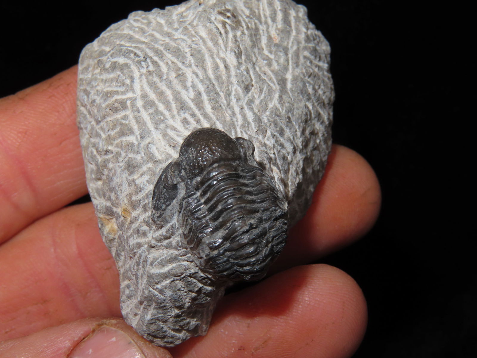 Devonian Period Proetus Trilobite Fossil, 350-400 Million Yrs. Old: Devonian Period Proetus Trilobite Fossil, 350-400 Million Yrs. Old