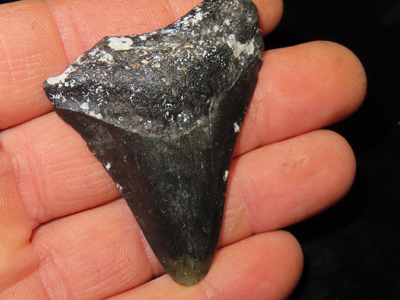 Megalodon Tooth Fossil, found in Florida: Megalodon Tooth Fossil, found in Florida