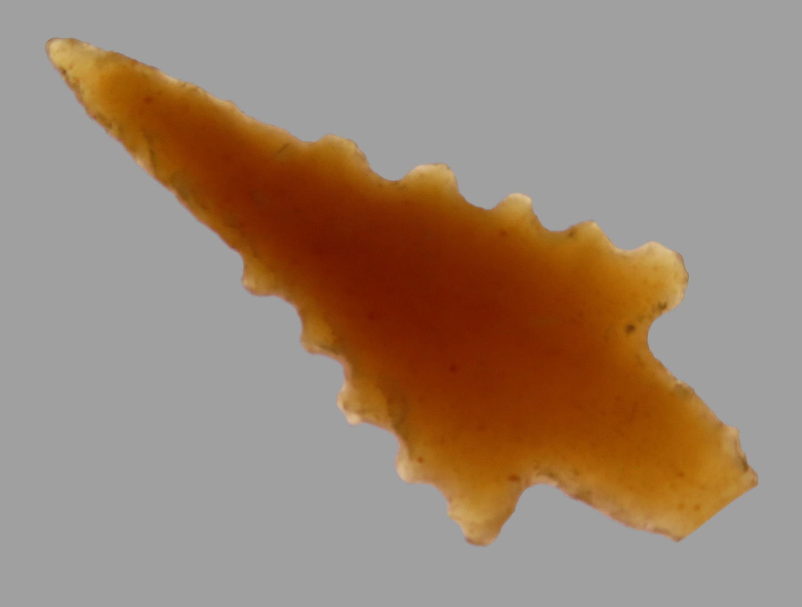 1" Bird Point from the Jed Priest Collection, Finders are Glenn Kizzia and Joe Shurtleff, about 1/2 (1 of 5)