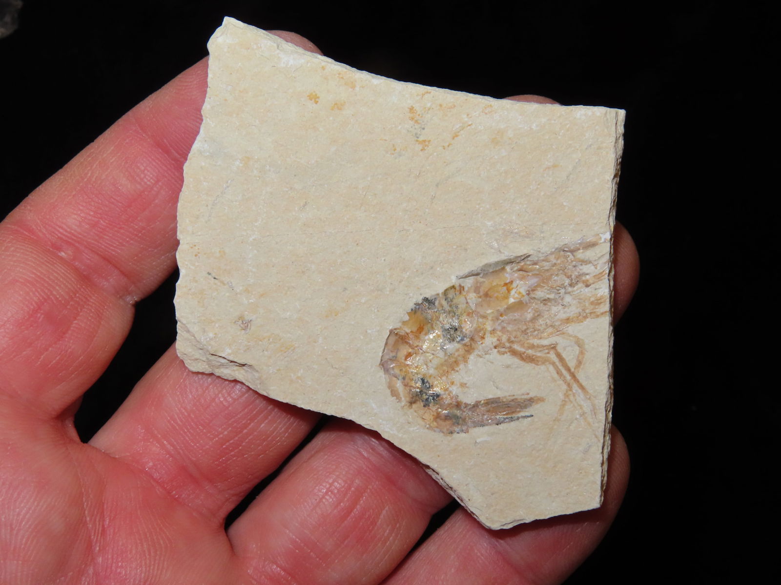 Shrimp Fossil 2.3/16" Wyoming: Shrimp Fossil 2.3/16" Wyoming