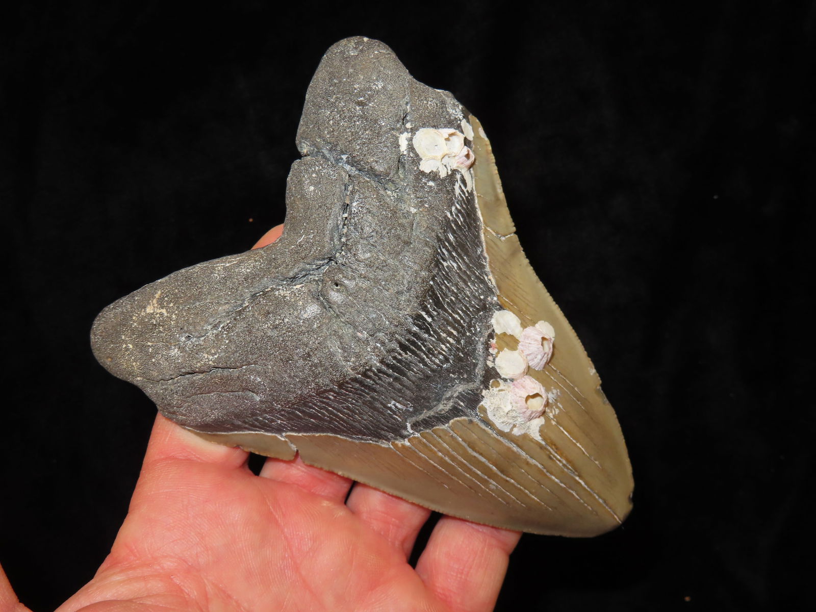 5.7/16" Megalodon Shark Tooth Fossil South Carolina: 5.7/16" Megalodon Shark Tooth Fossil South Carolina