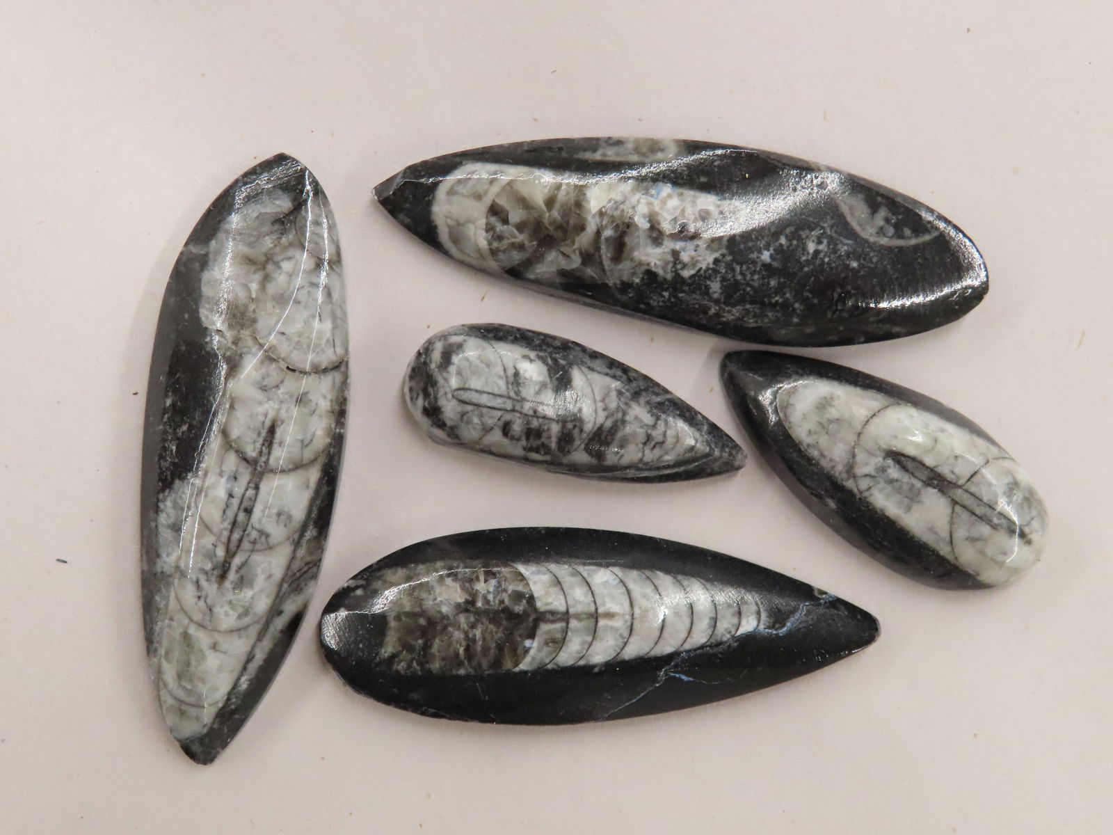 Set of Fossils: Set of Fossils