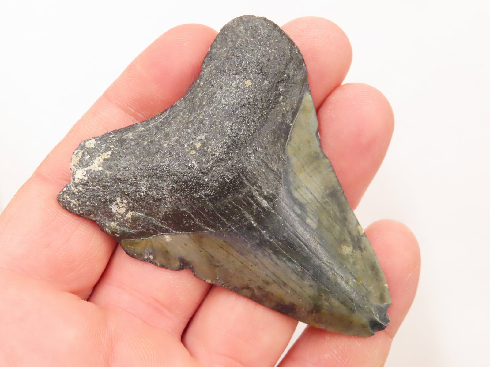 2.13/16" Megalodon Shark Tooth Fossil Florida: 2.13/16" Megalodon Shark Tooth Fossil Florida