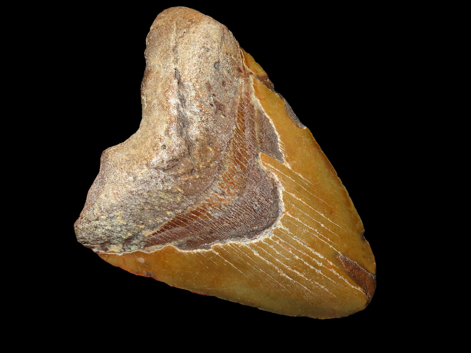 HUGE 5 7/8" MEGALODON SHARK TOOTH, 23-2.5 MILLION YEAR OLD FOSSIL FOUND OFF THE COAST OF THE: HUGE 5 7/8" MEGALODON SHARK TOOTH, 23-2.5 MILLION YEAR OLD FOSSIL FOUND OFF THE COAST OF THE CAROLINA'S, NO REPAIR, NO RESTO, NO POLISH
