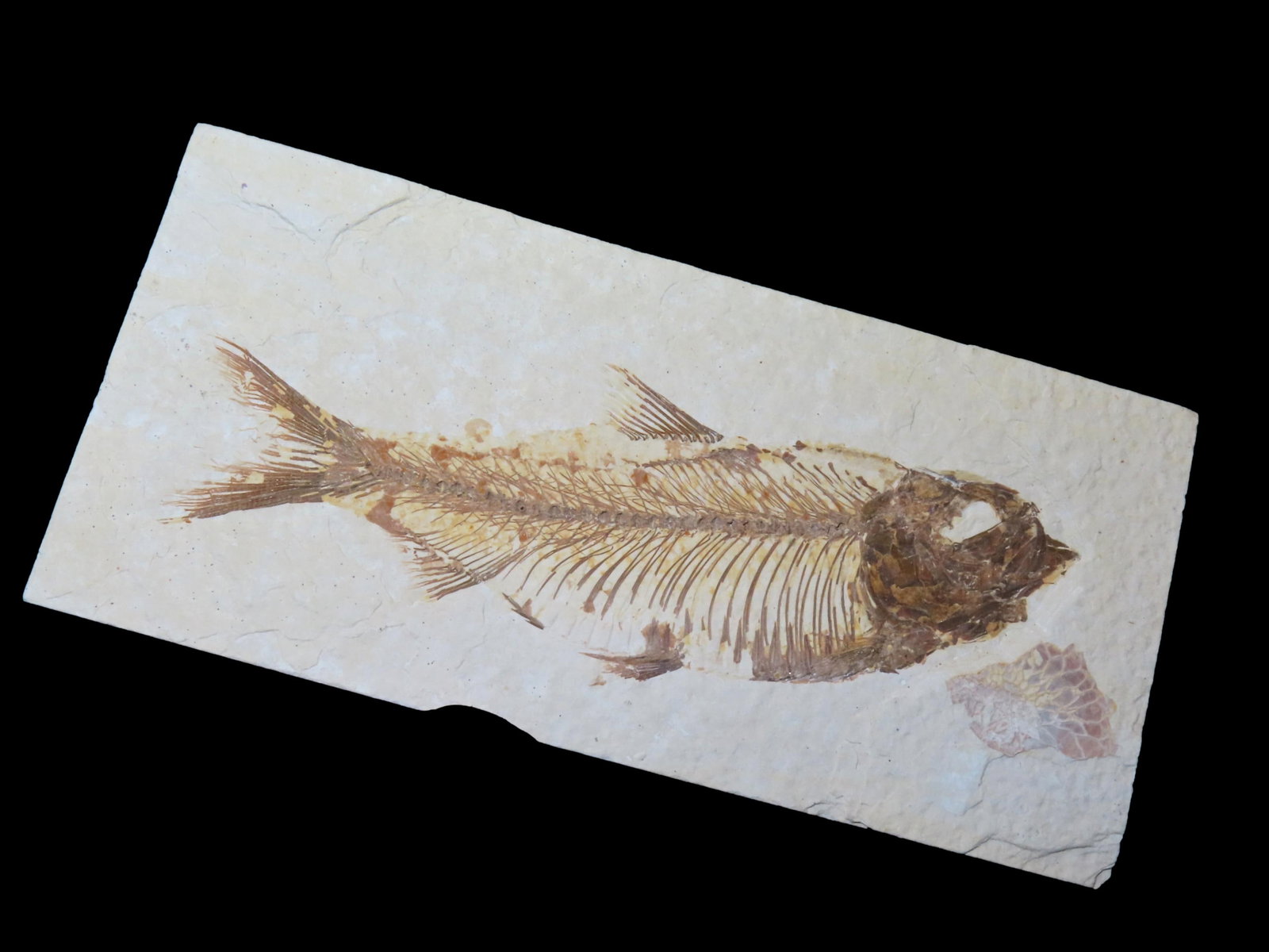 NICE DETAILED FISH FOSSIL (DIPLOMYSTUS) FROM THE GREEN RIVER FORMATION IN WYOMING, 50 MILLION YEAR (1 of 2)