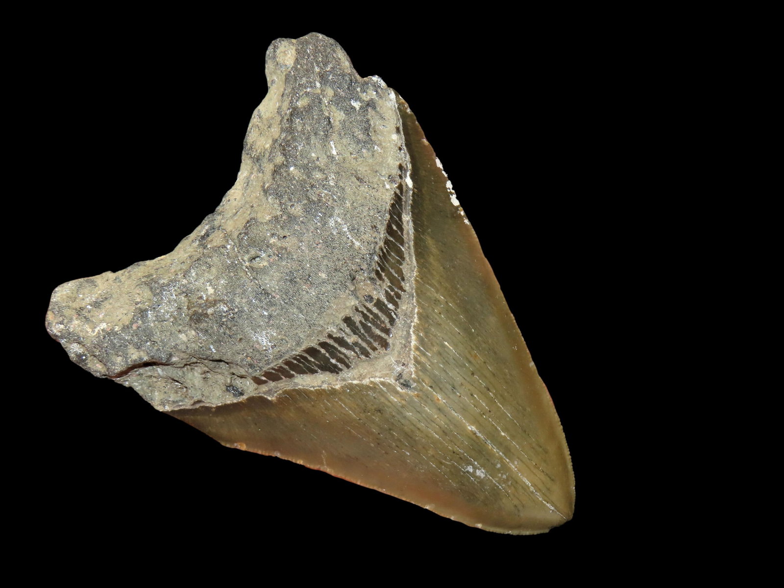 HUGE 5 1/8" MEGALODON SHARK TOOTH, 23-2.5 MILLION YEAR OLD FOSSIL FOUND OFF THE COAST OF THE: HUGE 5 1/8" MEGALODON SHARK TOOTH, 23-2.5 MILLION YEAR OLD FOSSIL FOUND OFF THE COAST OF THE CAROLINA'S, NO REPAIR, NO RESTO, NO POLISH