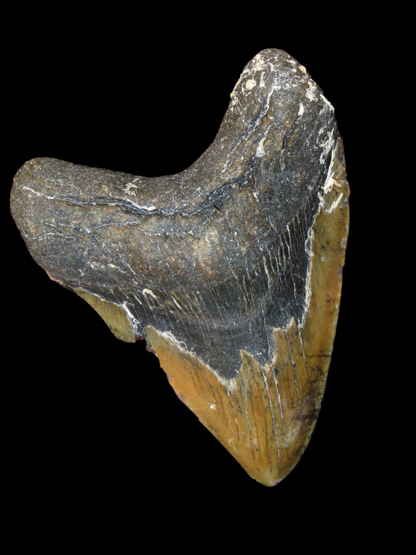 HUGE 5 1/4" MEGALODON SHARK TOOTH, 23-2.5 MILLION YEAR OLD FOSSIL FOUND OFF THE COAST OF THE: HUGE 5 1/4" MEGALODON SHARK TOOTH, 23-2.5 MILLION YEAR OLD FOSSIL FOUND OFF THE COAST OF THE CAROLINA'S, NO REPAIR, NO RESTO, NO POLISH