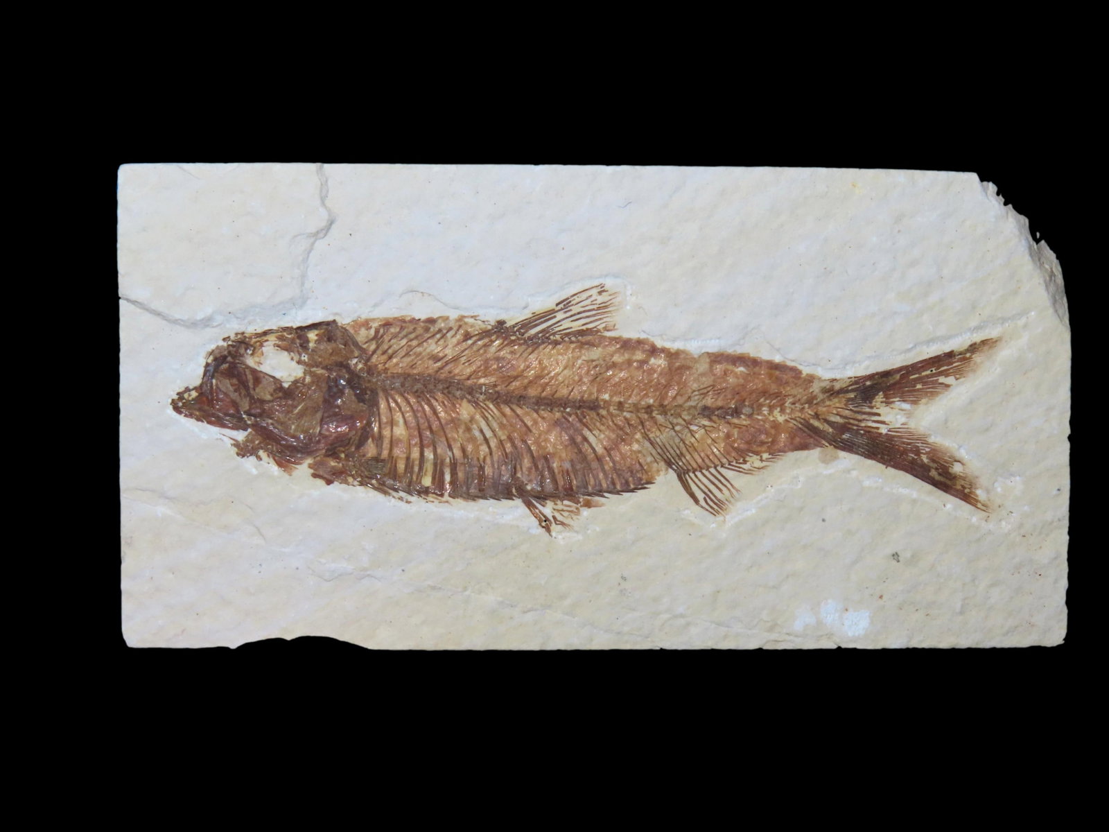 NICE DETAILED FISH FOSSIL (DIPLOMYSTUS) FROM THE GREEN RIVER FORMATION IN WYOMING, 50 MILLION YEAR (1 of 4)