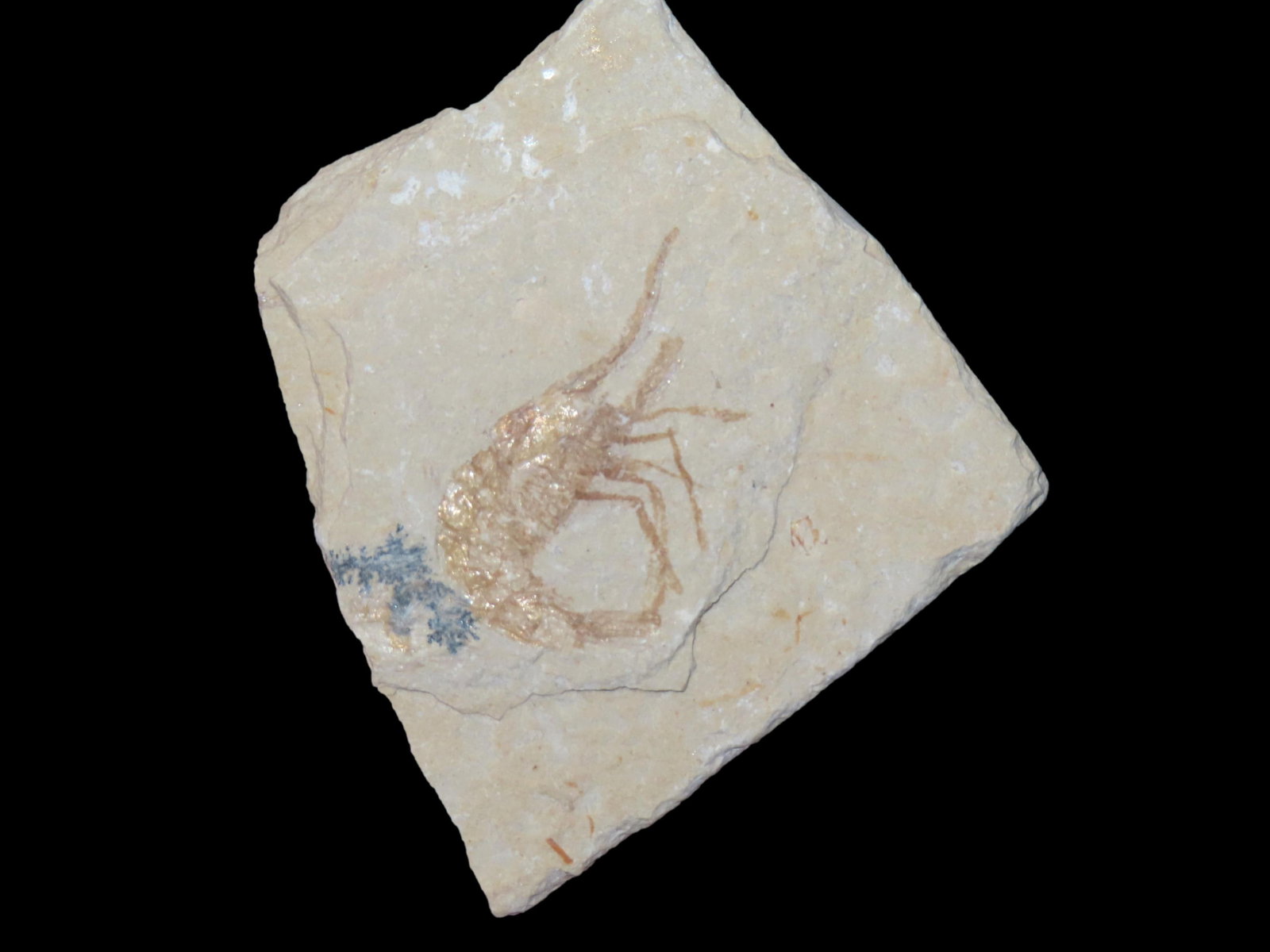INCREDIBLE SHRIMP FOSSIL (BECHLEJA ROSTRATA) FROM THE GREEN RIVER FORMATION IN WYOMING, 50 MILLION: INCREDIBLE SHRIMP FOSSIL (BECHLEJA ROSTRATA) FROM THE GREEN RIVER FORMATION IN WYOMING, 50 MILLION YEAR OLD FOSSILS