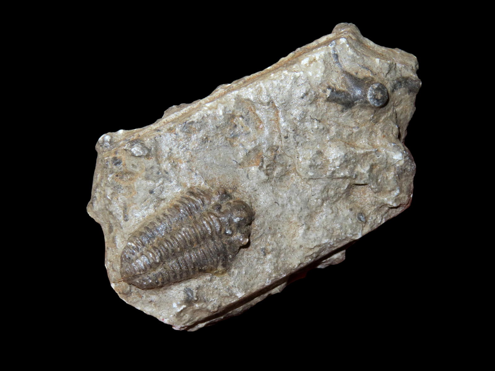 AMAZING TRILOBITE IN MATRIX, VERY WELL PRESERVED & HIGHLY DETAILED EXAMPLE, 300-500 MILLION YEAR OLD: AMAZING TRILOBITE IN MATRIX, VERY WELL PRESERVED & HIGHLY DETAILED EXAMPLE, 300-500 MILLION YEAR OLD FOSSIL
