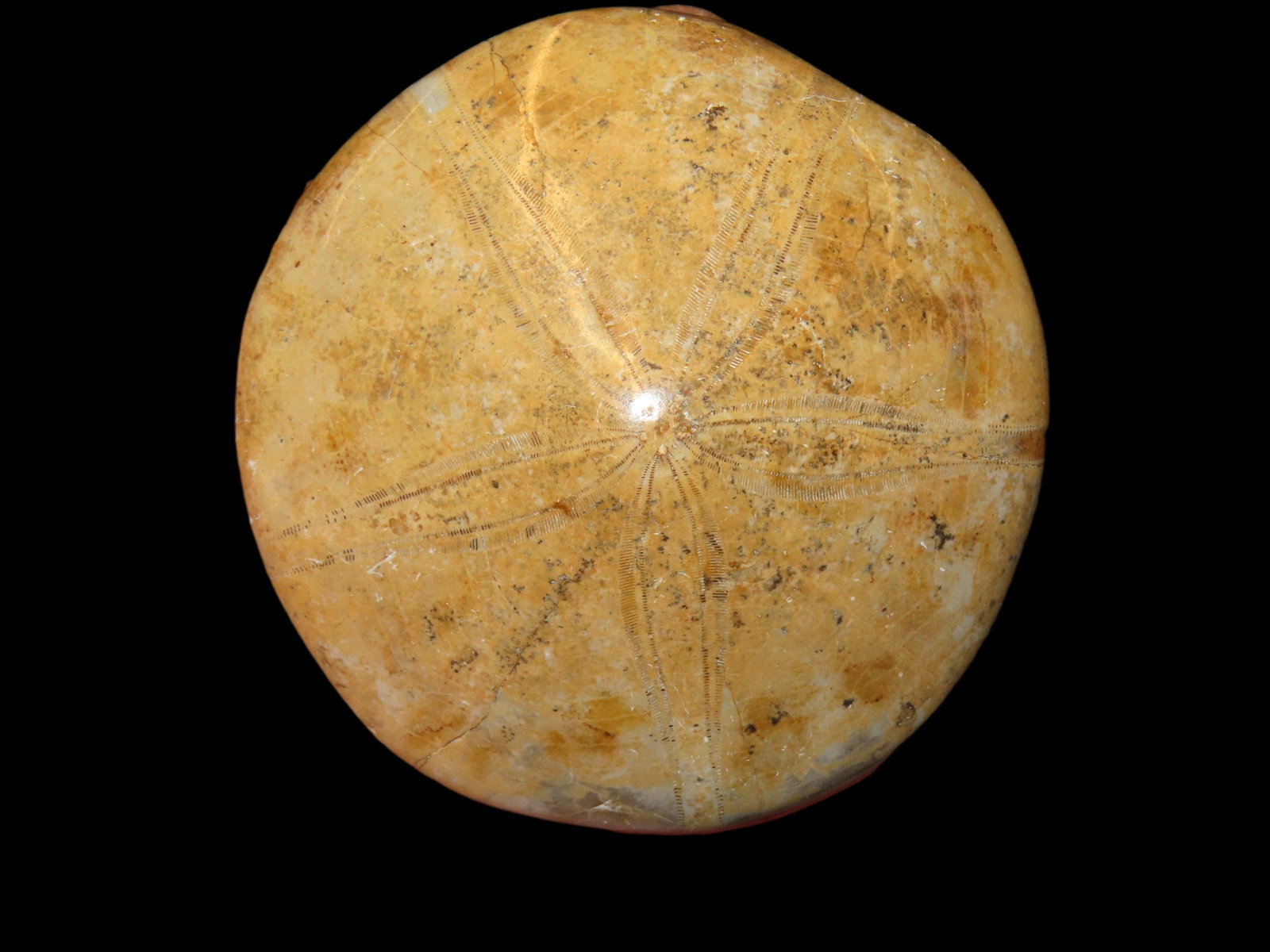 NICE SAND DOLLAR / STARFISH / SEA URCHIN FOSSIL FROM MADAGASCAR, 200 MILLION YEAR OLD FOSSILS (1 of 4)