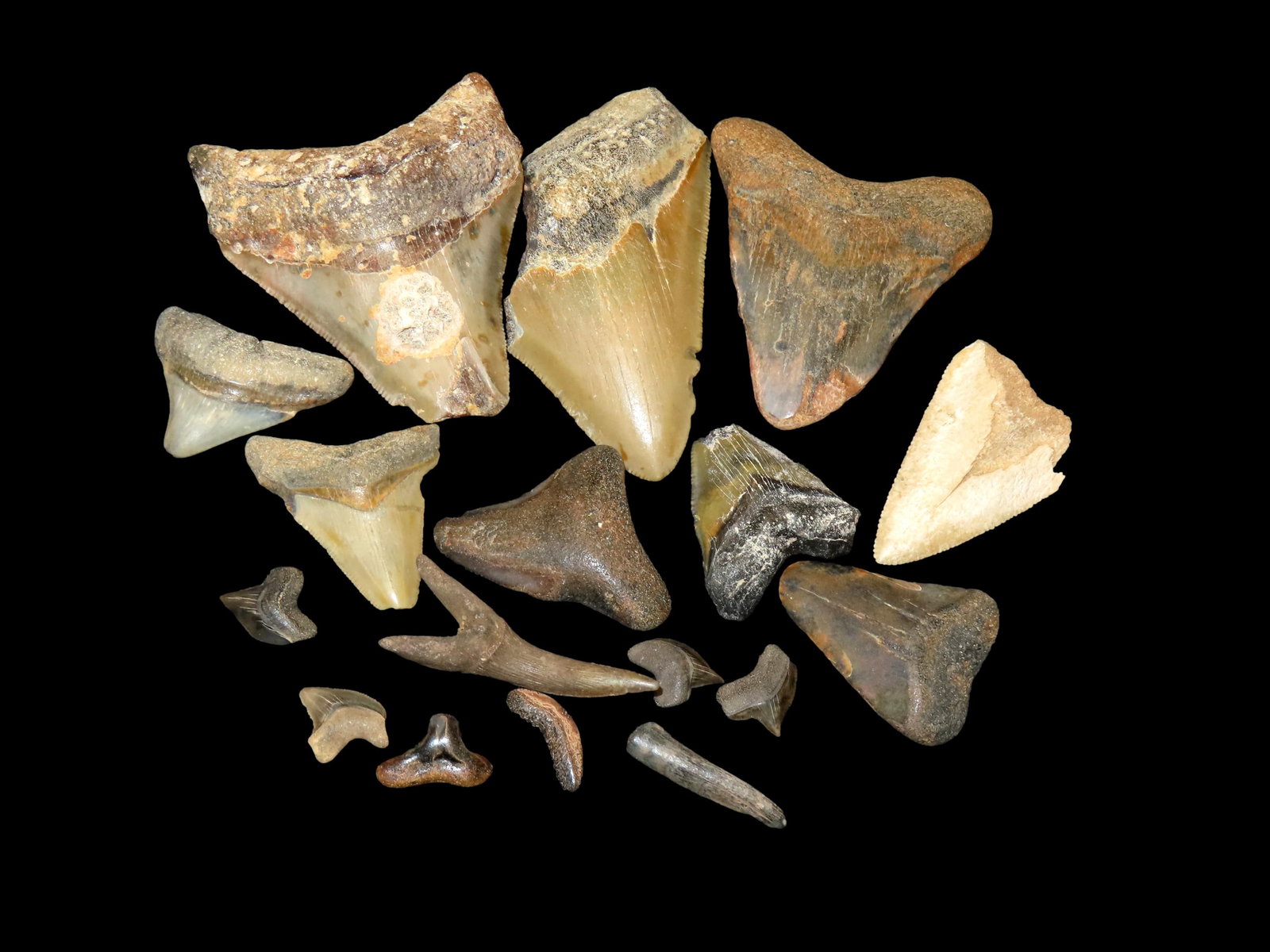 LOT OF VARIOUS MEGALODON & OTHER SHARK TOOTH / TEETH FOSSILS FOUND OFF THE COAST OF THE CAROLINA'S,: LOT OF VARIOUS MEGALODON & OTHER SHARK TOOTH / TEETH FOSSILS FOUND OFF THE COAST OF THE CAROLINA'S, NO REPAIR, NO RESTO, NO POLISH