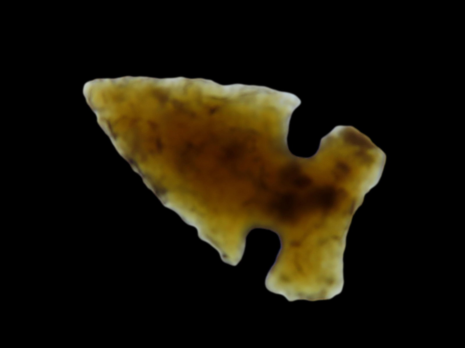 15/16" Bird Point found in South Dakota, Types include Harrell, Avonlea, Cut bank, Triangle, Washita (1 of 4)