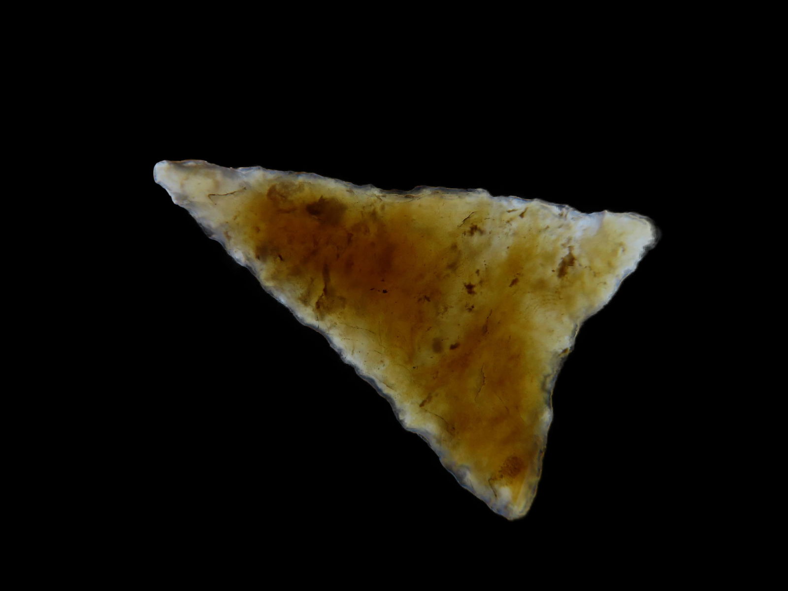 1" Bird Point found in South Dakota, Types include Harrell, Avonlea, Cut bank, Triangle, Washita and (1 of 4)