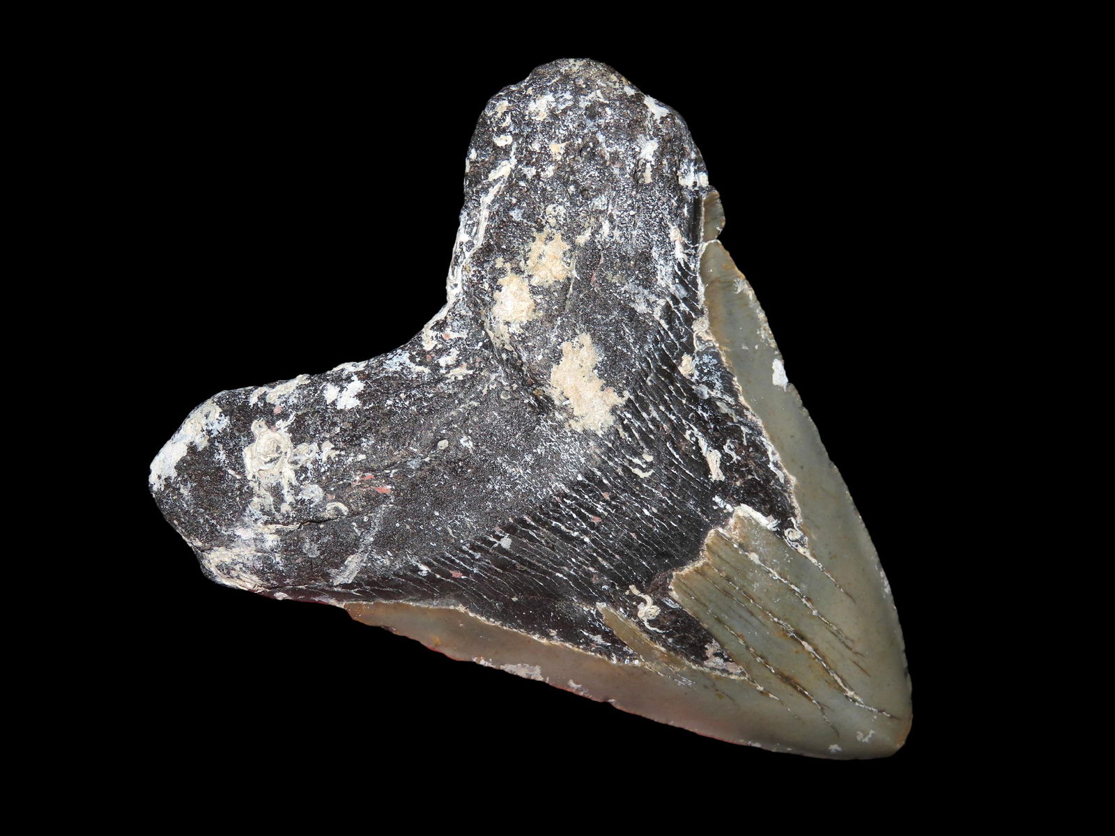 5.3/16" Megalodon Shark Tooth Fossil, Super Rare Size, Found in Florida.: 5.3/16" Megalodon Shark Tooth Fossil, Super Rare Size, Found in Florida.