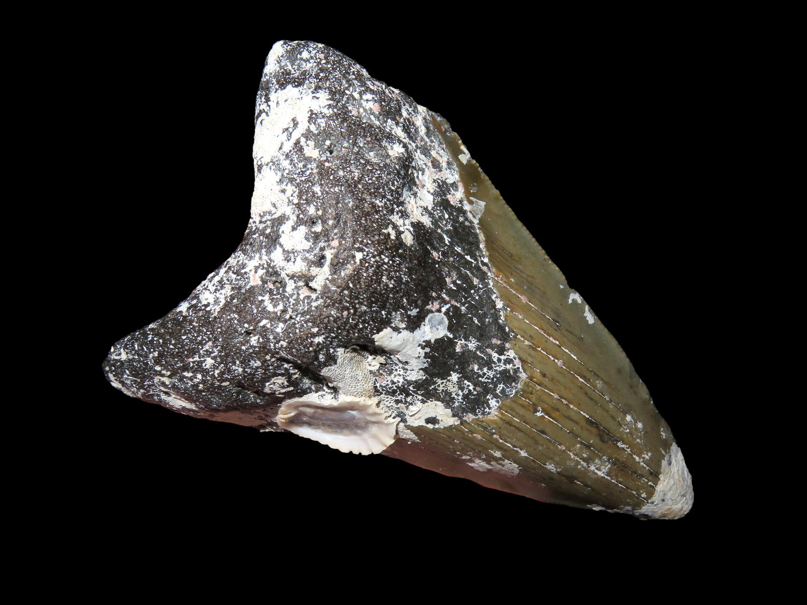 4 1/8" Fossil Megalodon Shark Tooth, found in South Carolina: 4 1/8" Fossil Megalodon Shark Tooth, found in South Carolina