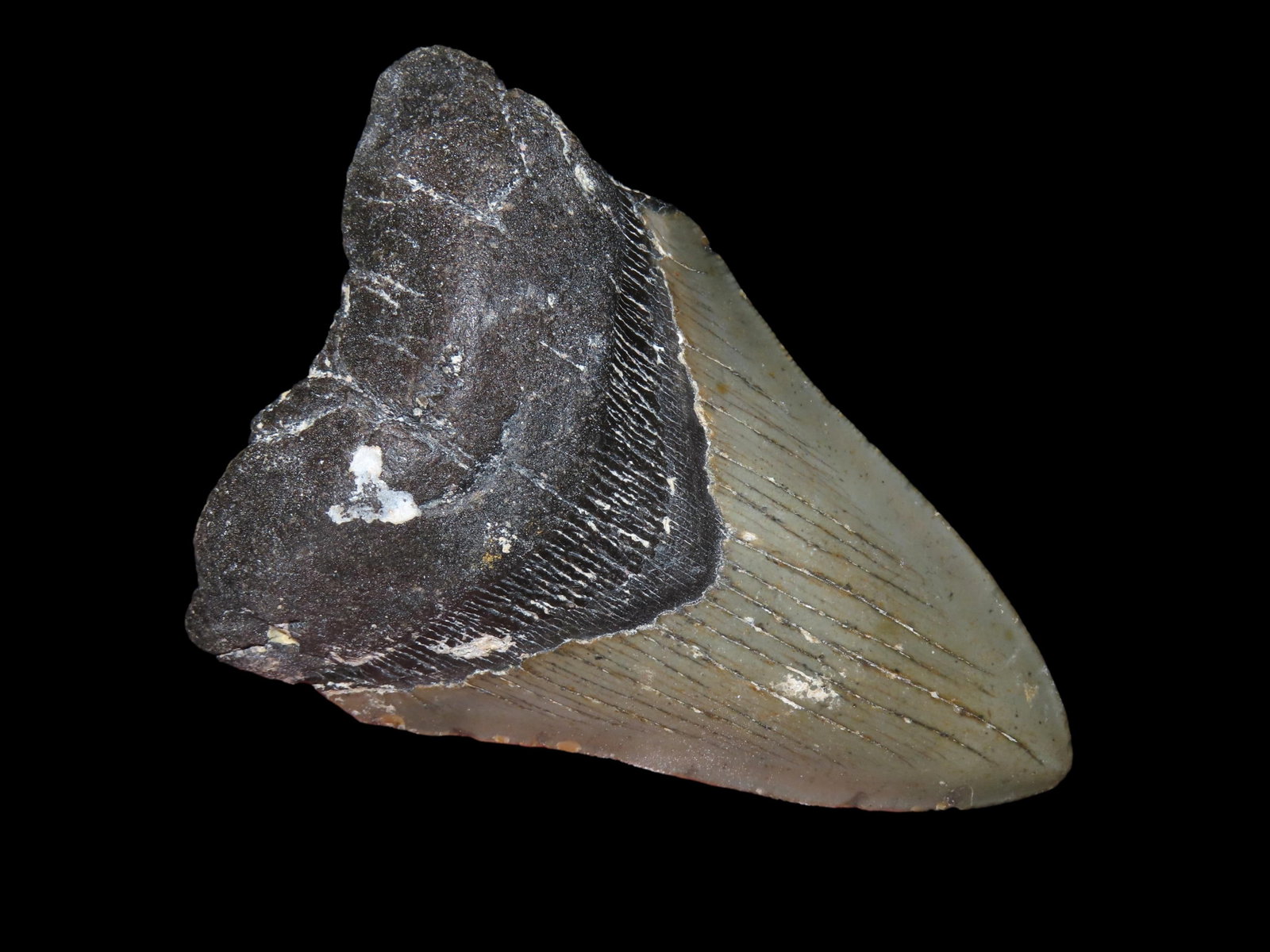 4 5/8" Fossil Megalodon Tooth, found in South Carolina: 4 5/8" Fossil Megalodon Tooth, found in South Carolina