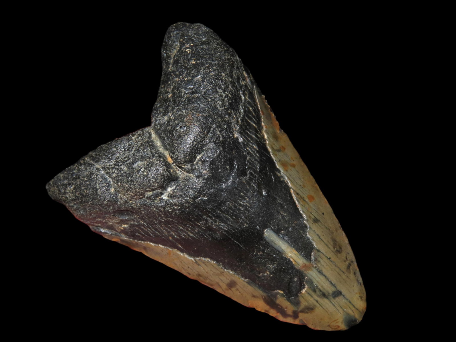 4" Megaladon Shark Tooth Fossil, Found in Flordia: 4" Megaladon Shark Tooth Fossil, Found in Flordia