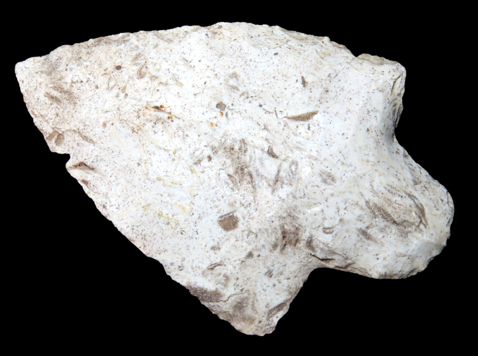 2 1/2" Newman, Florida, EX Randall May Coll. (1 of 6)