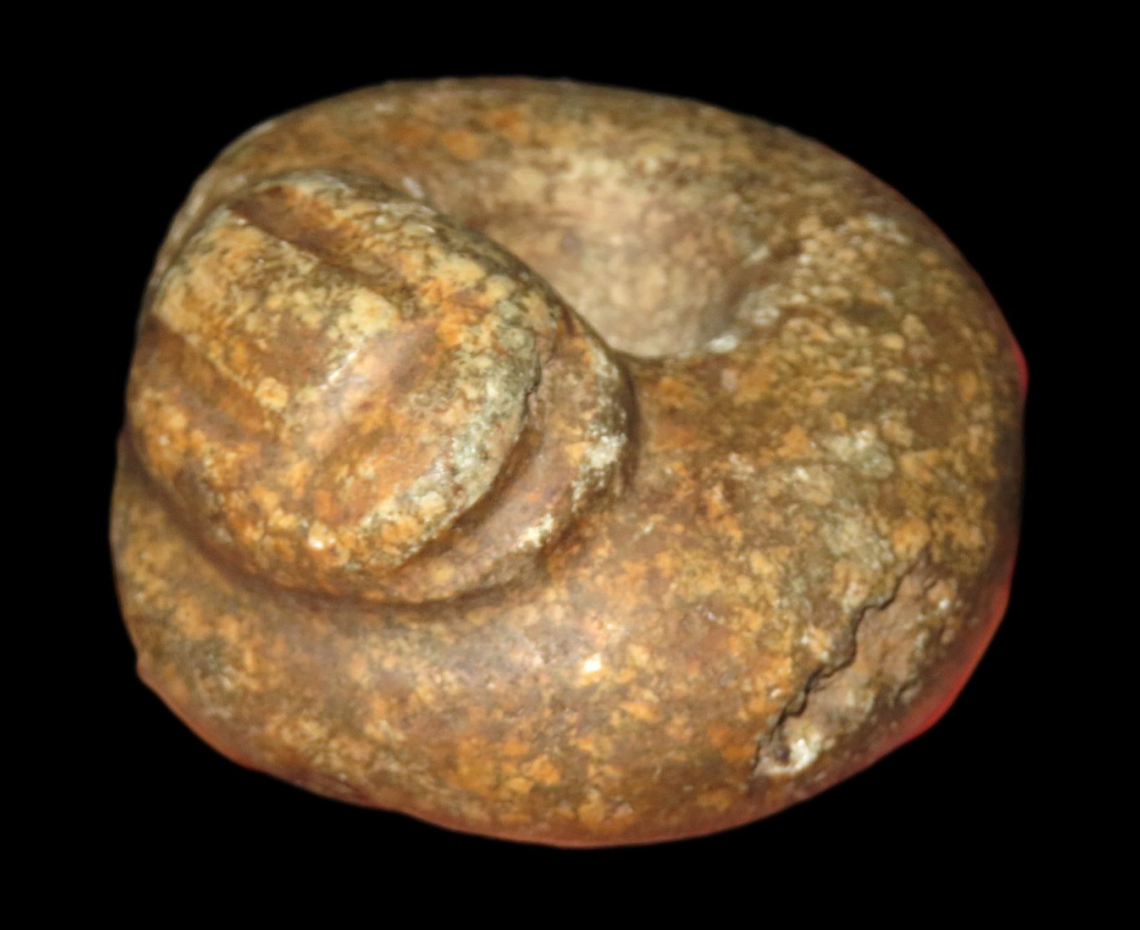 2 1/8" Pre-Colombian Snake Effigy Bead, found in South America (1 of 5)