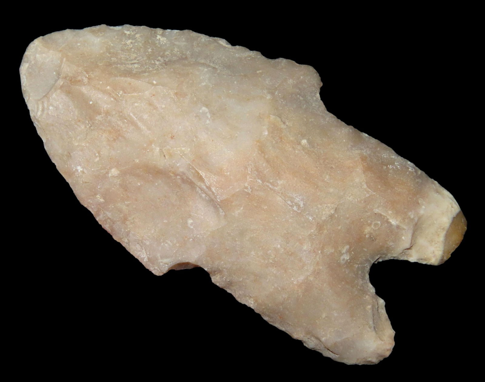 2 1/8" PEDERNALES, UVALDE COUNTY TEXAS, NICE PERD, EXCELLENT FLAKING, EX DR. TED RAUCK COLLECTION, (1 of 4)