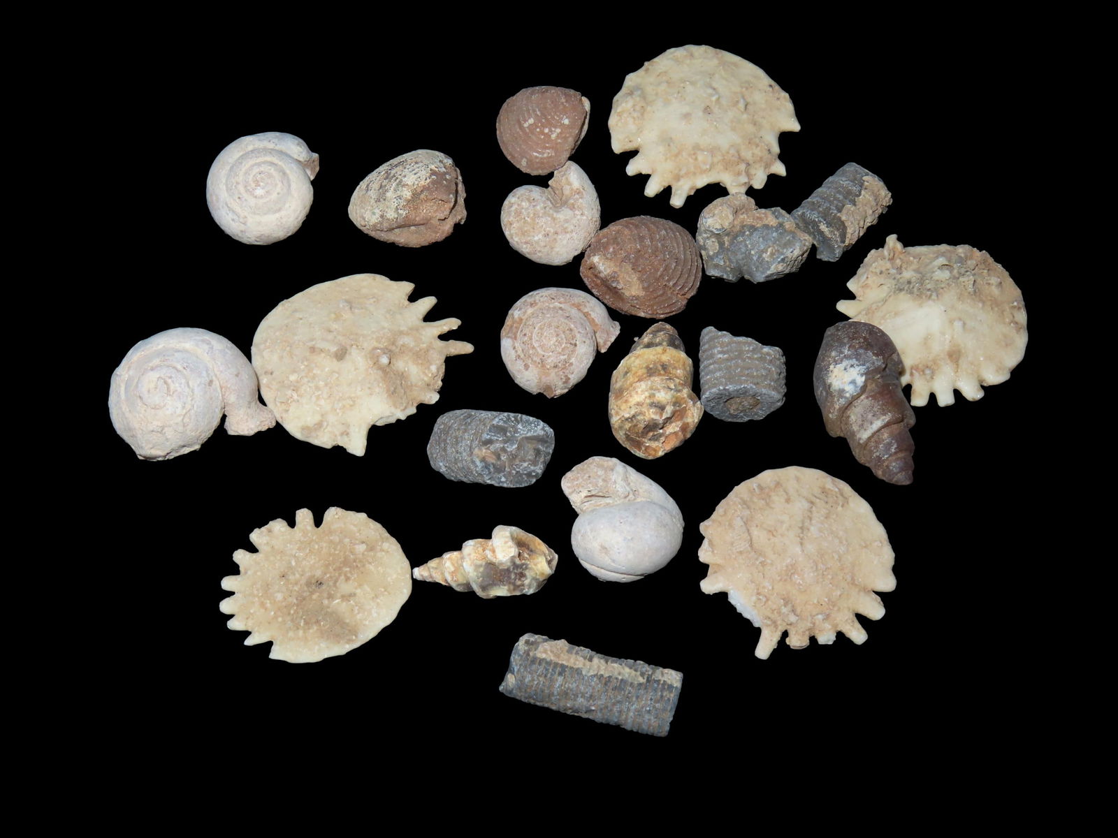 LARGE GROUP OF FOSSILS FROM MOROCCO, MILLIONS OF YEARS OLD, GREAT VARIETY OF TYPES: LARGE GROUP OF FOSSILS FROM MOROCCO, MILLIONS OF YEARS OLD, GREAT VARIETY OF TYPES
