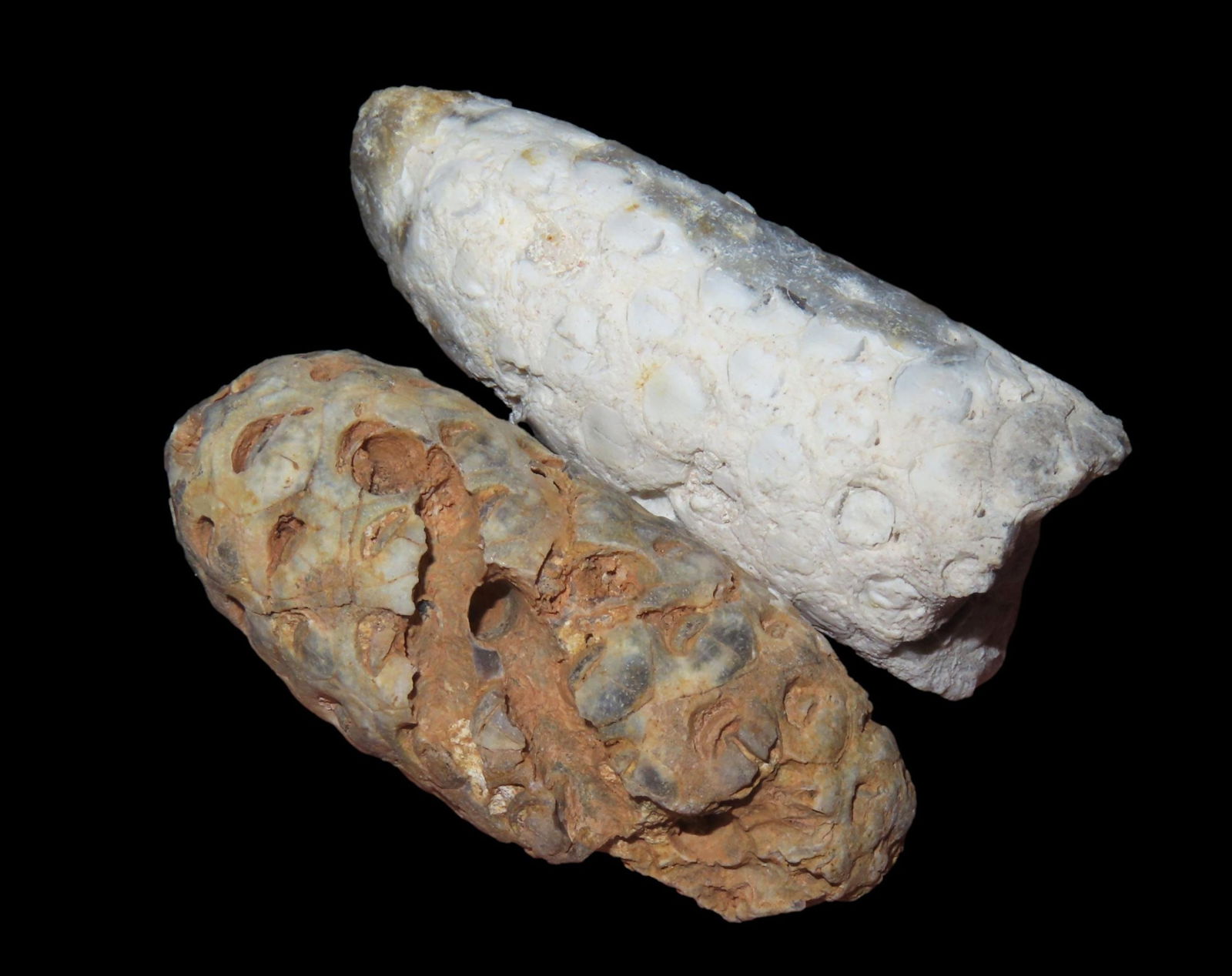 RARE PAIR OF FOSSIL PINE CONES FROM MOROCCO, 45 MILLION YEARS OLD, FOSSILIZED PINECONE, INTERESTING (1 of 3)