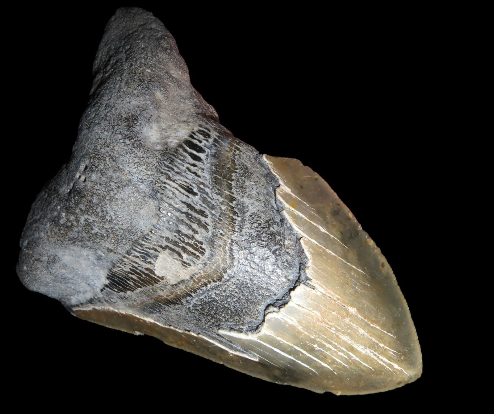 MASSIVE 5 3/8" MEGALODON SHARK TOOTH, 23-2.5 MILLION YEAR OLD FOSSIL FOUND OFF THE COAST OF THE: MASSIVE 5 3/8" MEGALODON SHARK TOOTH, 23-2.5 MILLION YEAR OLD FOSSIL FOUND OFF THE COAST OF THE CAROLINA'S, NO REPAIR, NO RESTO, NO POLISH