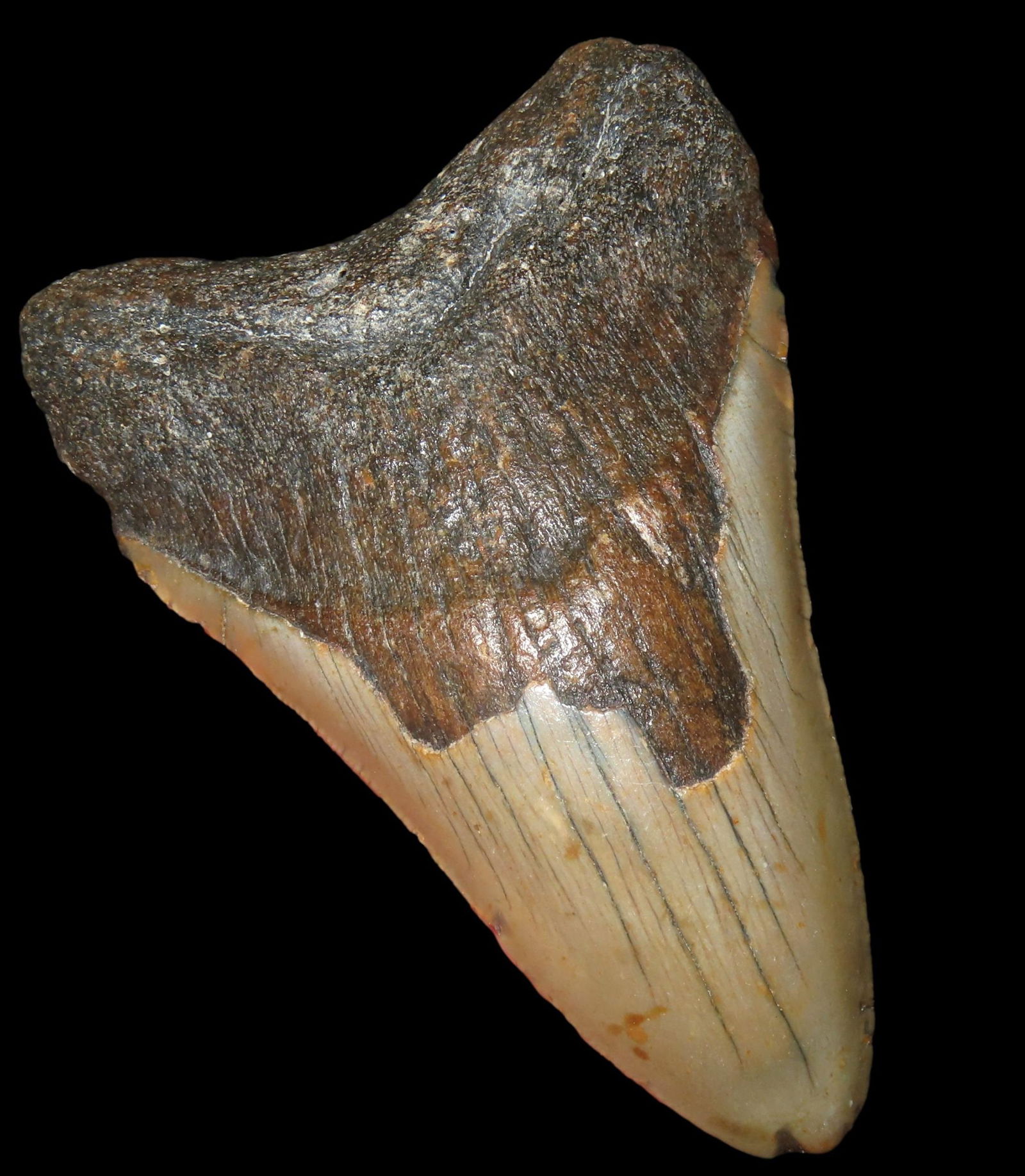 PERFECT HUGE 4 3/8" MEGALODON SHARK TOOTH, 23-2.5 MILLION YEAR OLD FOSSIL FOUND OFF THE COAST OF THE: PERFECT HUGE 4 3/8" MEGALODON SHARK TOOTH, 23-2.5 MILLION YEAR OLD FOSSIL FOUND OFF THE COAST OF THE CAROLINA'S, NO REPAIR, NO RESTO, NO POLISH