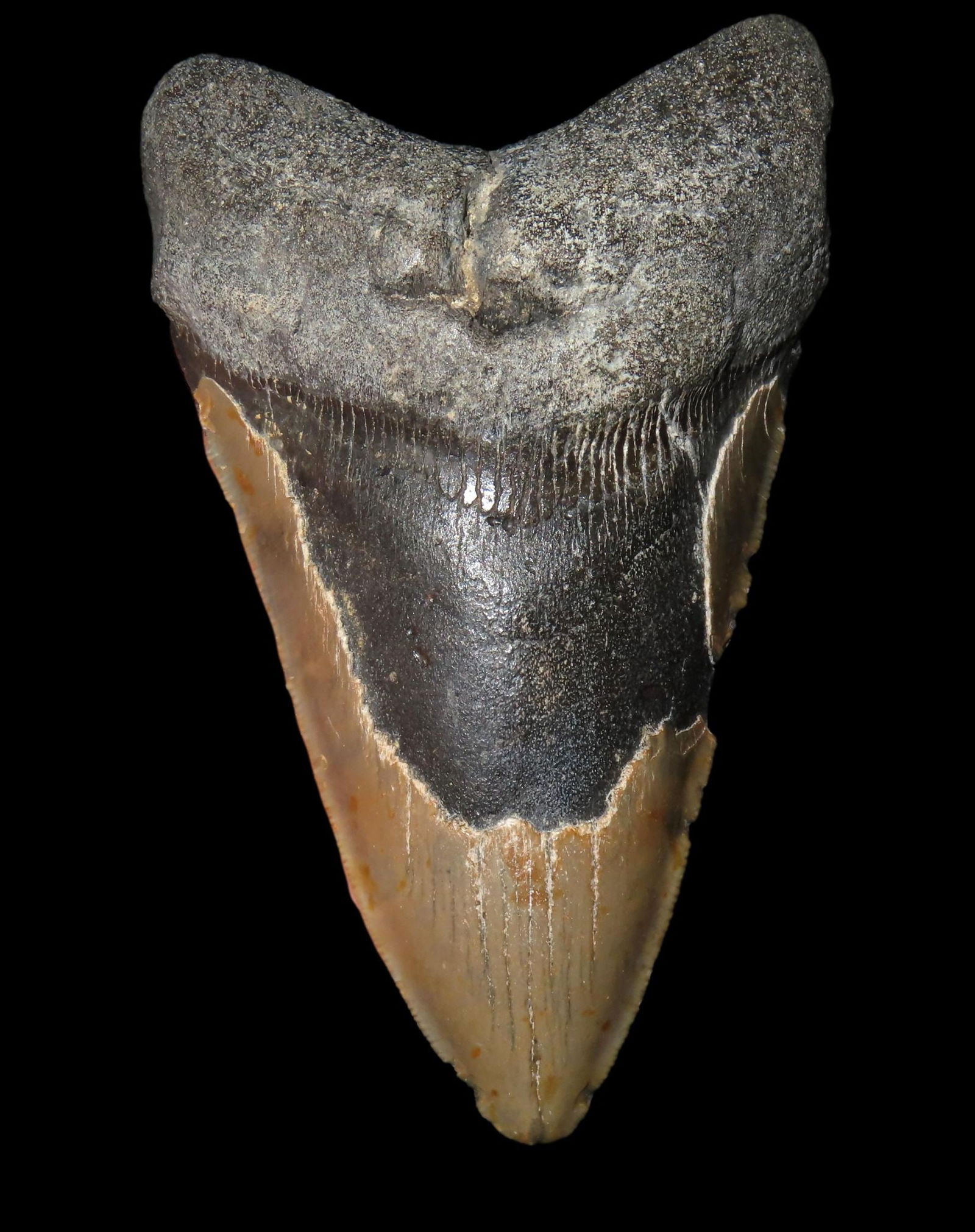 HUGE 5 5/16" MEGALODON SHARK TOOTH, 23-2.5 MILLION YEAR OLD FOSSIL FOUND OFF THE COAST OF THE: HUGE 5 5/16" MEGALODON SHARK TOOTH, 23-2.5 MILLION YEAR OLD FOSSIL FOUND OFF THE COAST OF THE CAROLINA'S, NO REPAIR, NO RESTO, NO POLISH