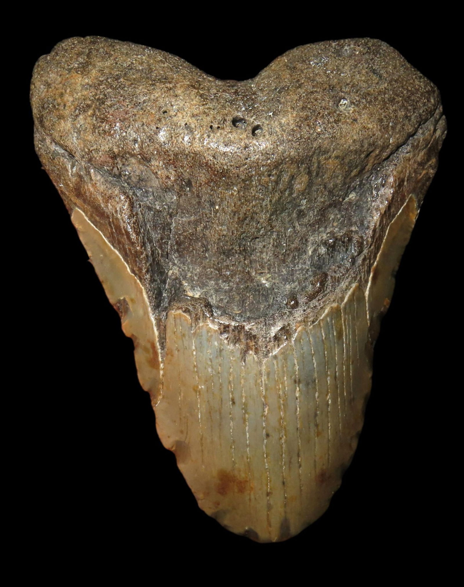 PERFECT HUGE 4 1/2" MEGALODON SHARK TOOTH, 23-2.5 MILLION YEAR OLD FOSSIL FOUND OFF THE COAST OF THE: PERFECT HUGE 4 1/2" MEGALODON SHARK TOOTH, 23-2.5 MILLION YEAR OLD FOSSIL FOUND OFF THE COAST OF THE CAROLINA'S, NO REPAIR, NO RESTO, NO POLISH