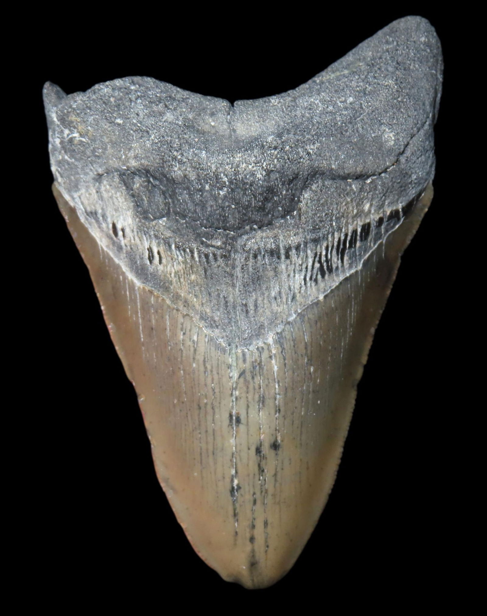 PERFECT HUGE 4 5/8" MEGALODON SHARK TOOTH, 23-2.5 MILLION YEAR OLD FOSSIL FOUND OFF THE COAST OF THE: PERFECT HUGE 4 5/8" MEGALODON SHARK TOOTH, 23-2.5 MILLION YEAR OLD FOSSIL FOUND OFF THE COAST OF THE CAROLINA'S, NO REPAIR, NO RESTO, NO POLISH