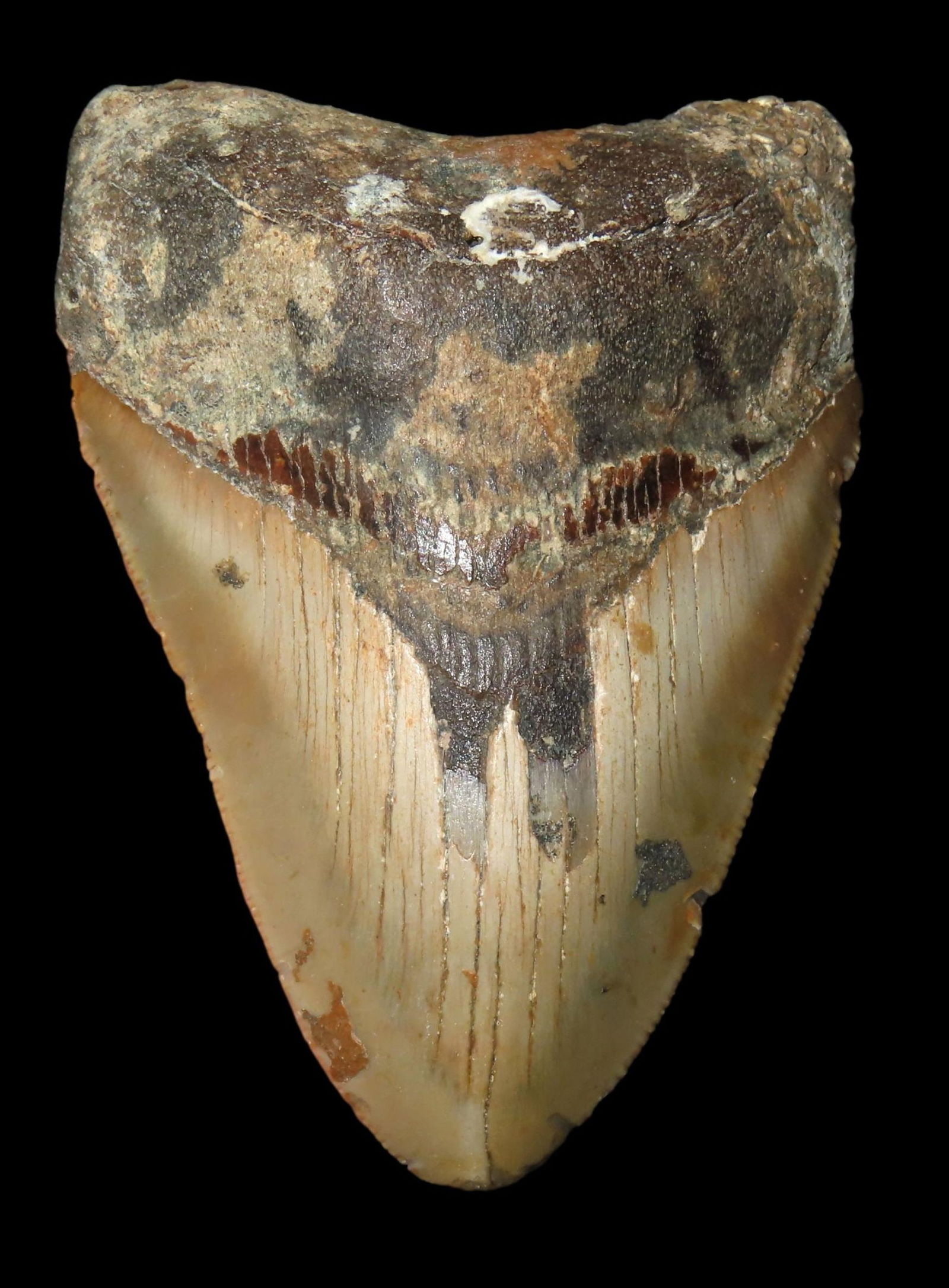 PERFECT HUGE 4 5/16" MEGALODON SHARK TOOTH, 23-2.5 MILLION YEAR OLD FOSSIL FOUND OFF THE COAST OF: PERFECT HUGE 4 5/16" MEGALODON SHARK TOOTH, 23-2.5 MILLION YEAR OLD FOSSIL FOUND OFF THE COAST OF THE CAROLINA'S, NO REPAIR, NO RESTO, NO POLISH